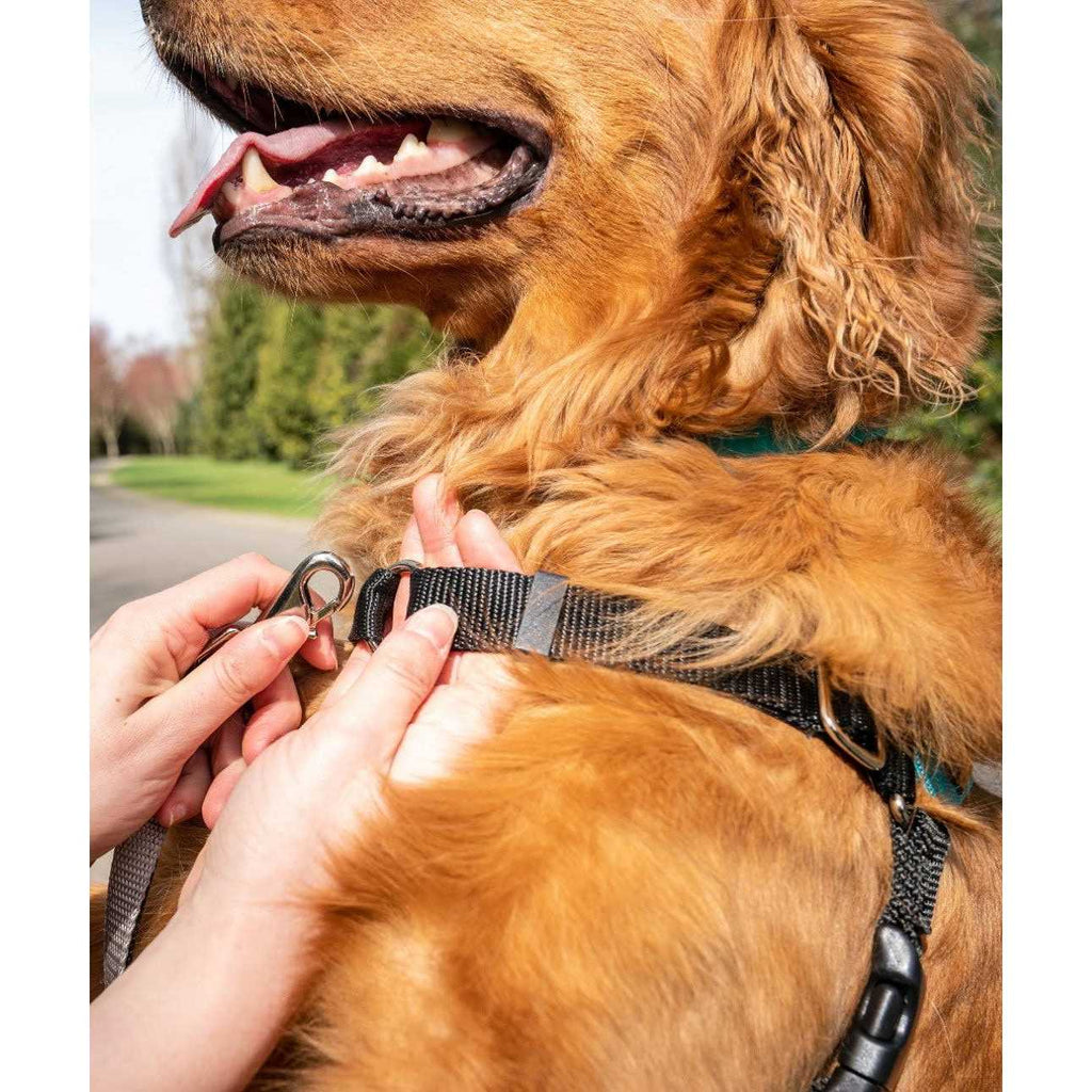 Dog Harness for Walking Training k7