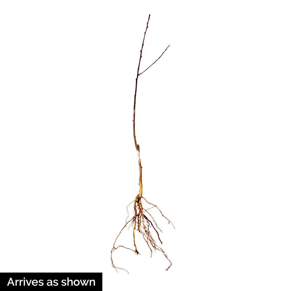 Peach Starter Fruit Tree Bare Root 1-Pack k7