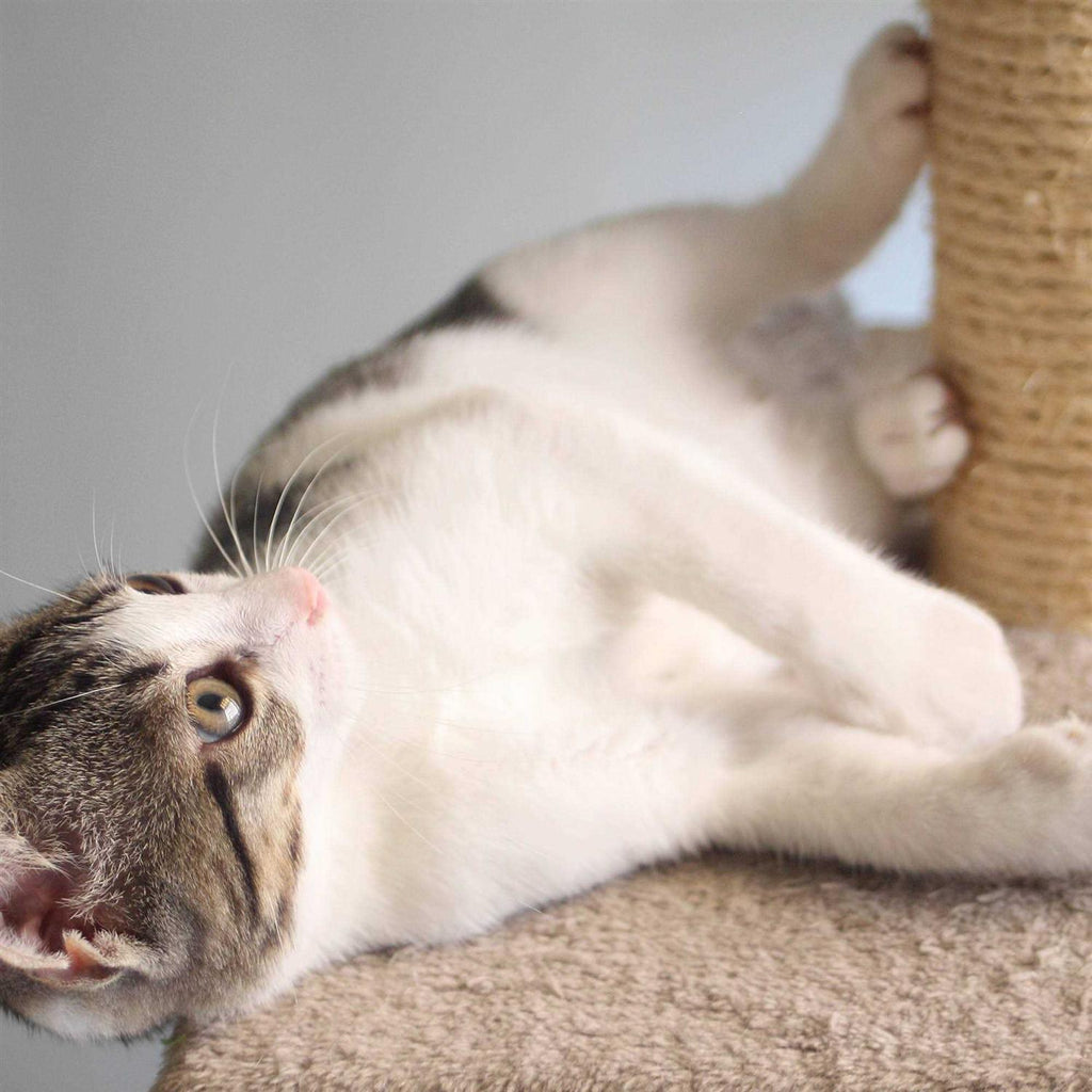Cat Scratching Post with Toys k7m