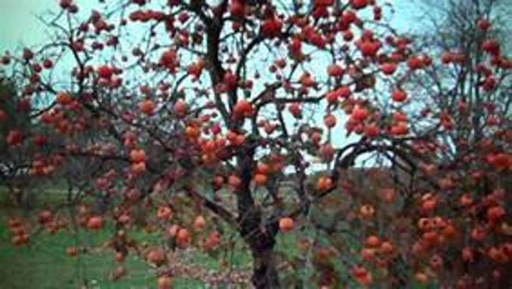 Persimmon Tree Seedling small-medium k7p