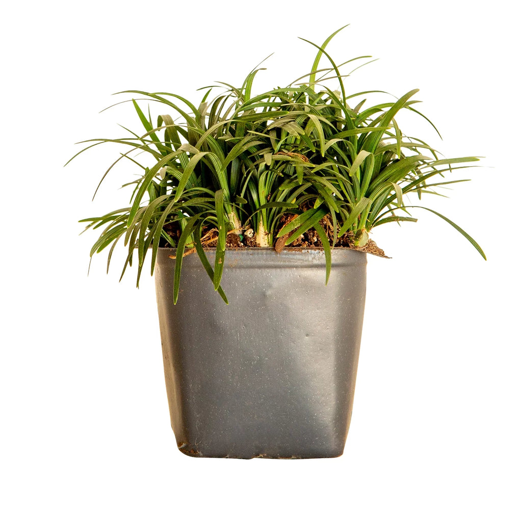 Dwarf Mondo Grass Groundcover Live Plant 54 Pack a7