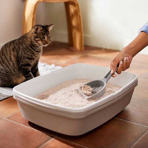 Natural Clumping Grass Cat Litter k7p