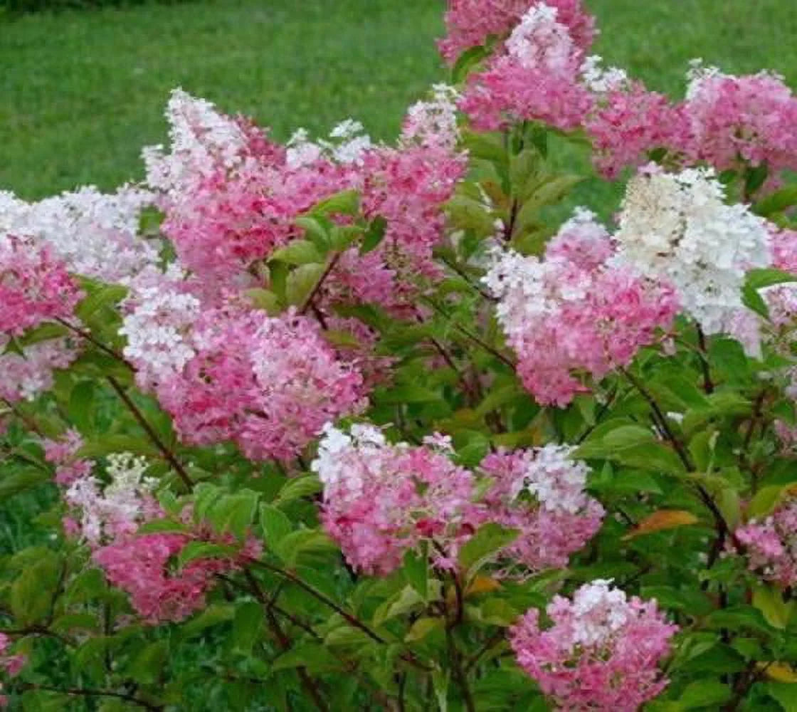 Hydrangea Plant Live Full Gallon Pot a7