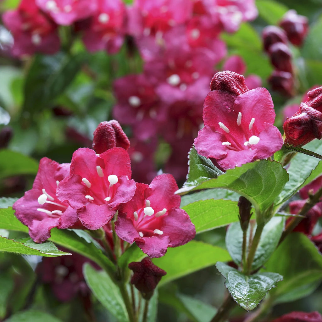 Red Prince Weigela Flowering Shrub 1 Gallon Pot a7