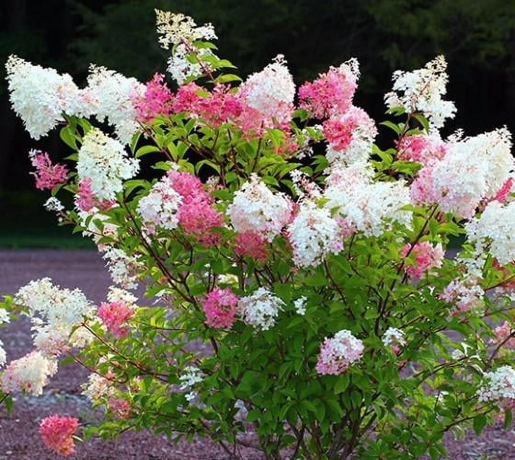 Hydrangea Plant Live Full Gallon Pot a7