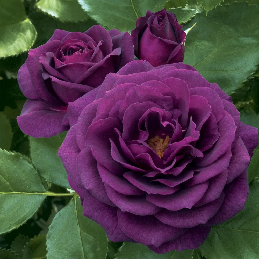 Purple Rose Plant Floribunda Rose Bush Fragrant Potted Outdoor a7