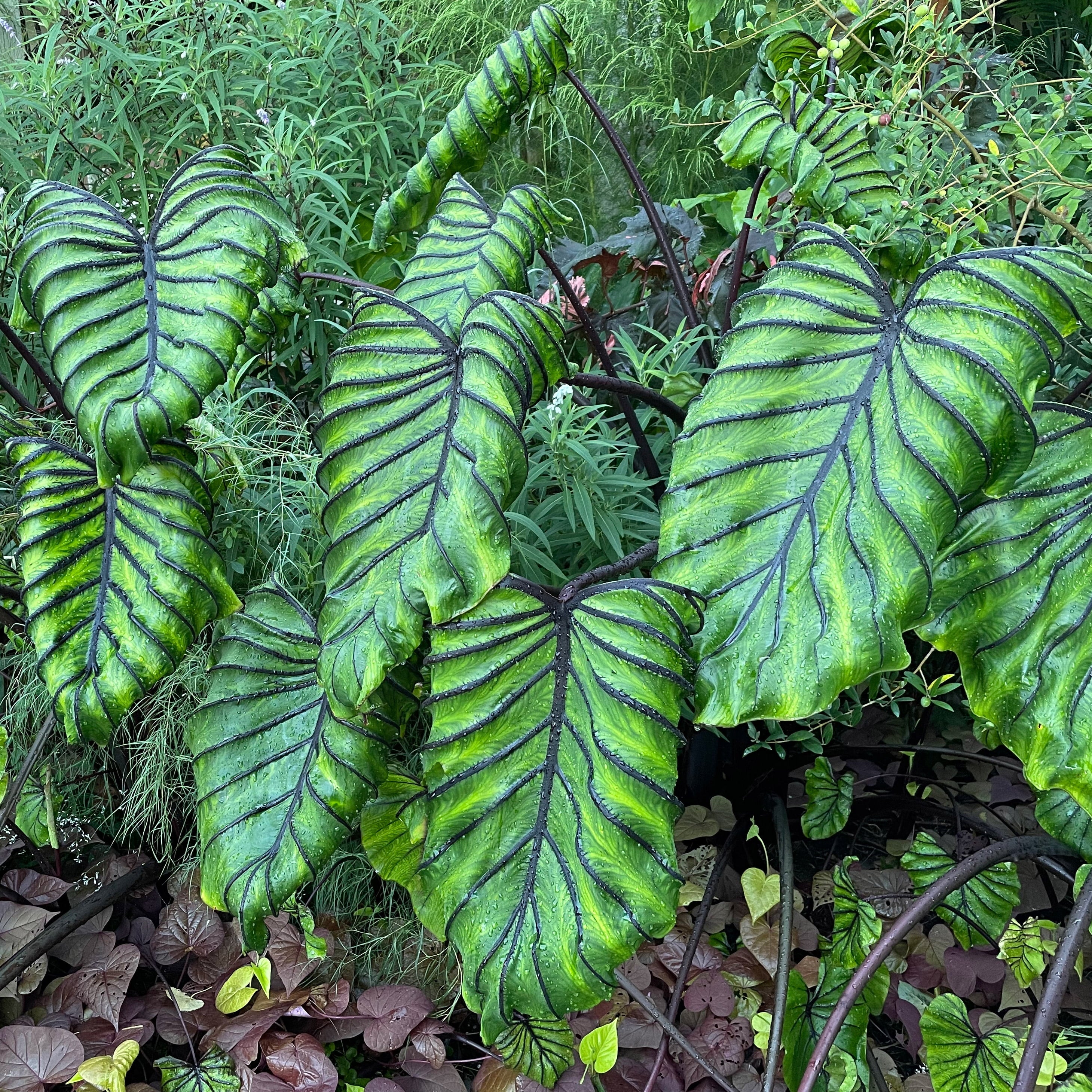 Elephant Ear Bulbs 7-9 inches a7