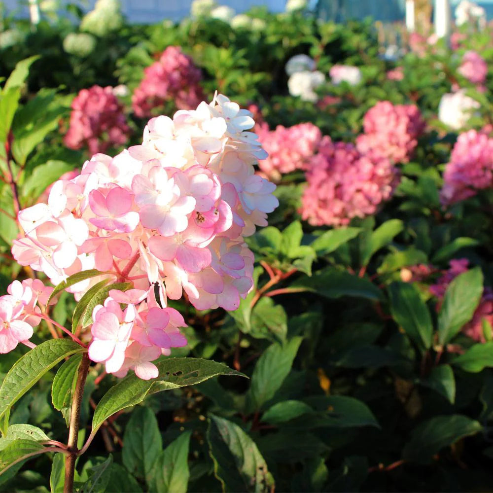 Vanilla Strawberry Hydrangea Tree k7