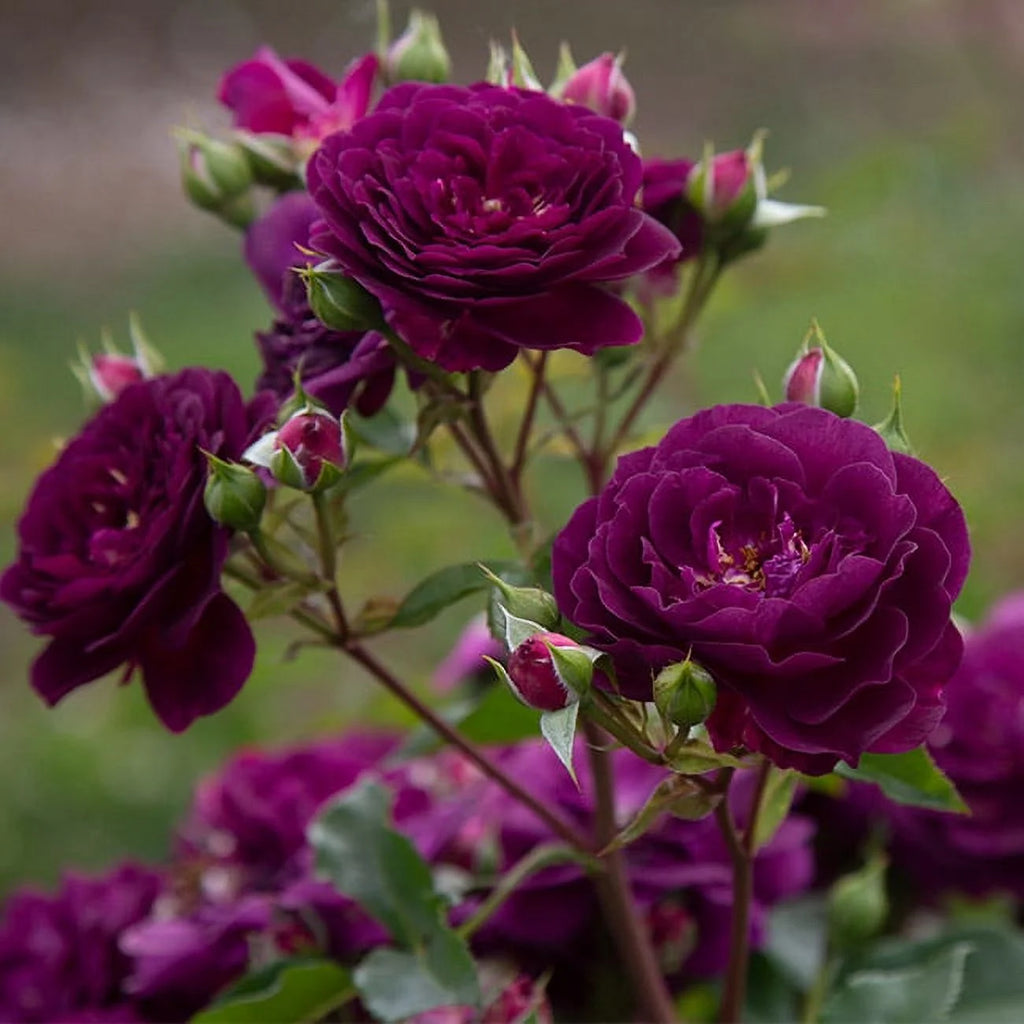 Purple Rose Plant Floribunda Rose Bush Fragrant Potted Outdoor a7