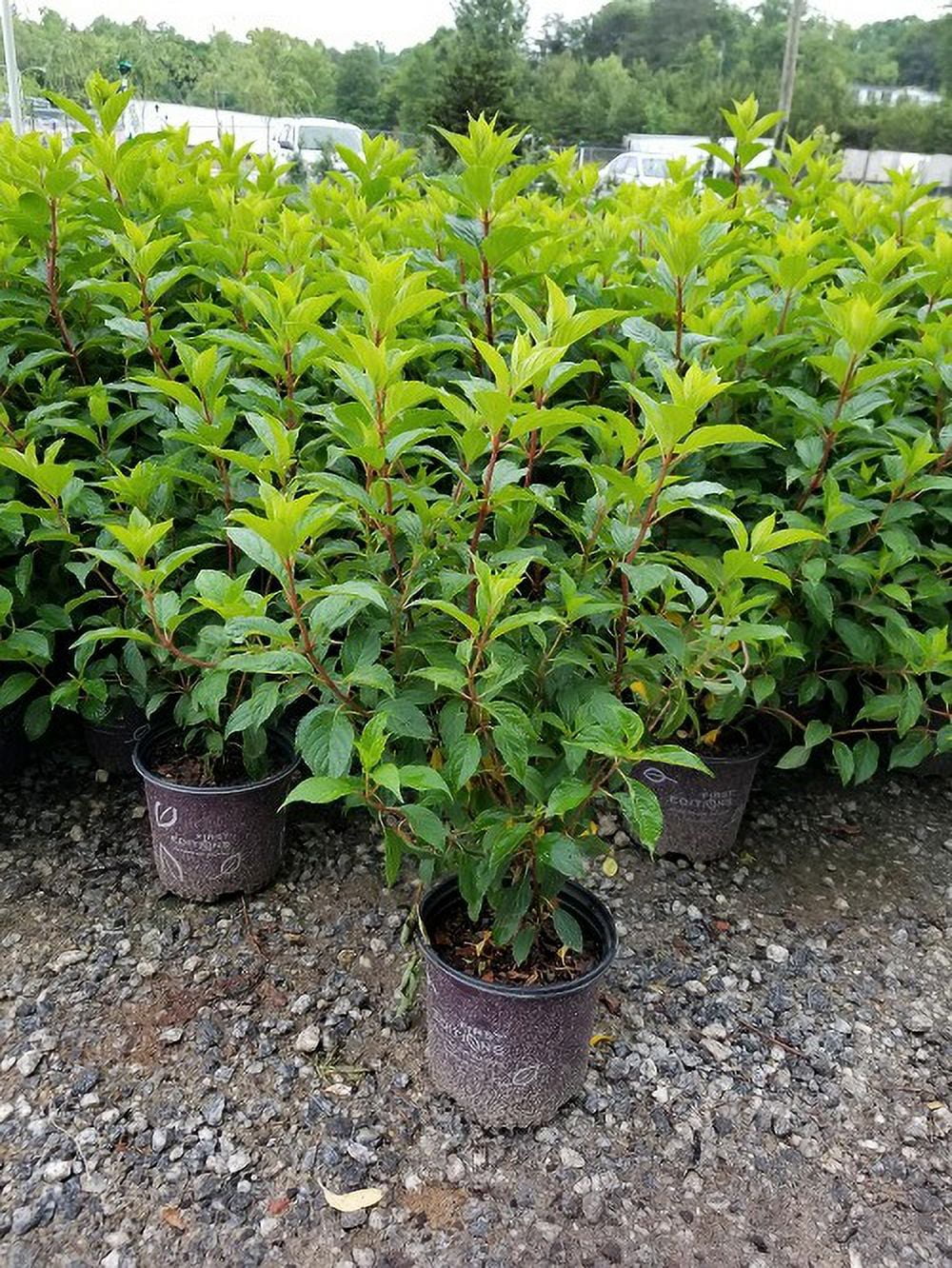 Hydrangea Plant Live Full Gallon Pot a7