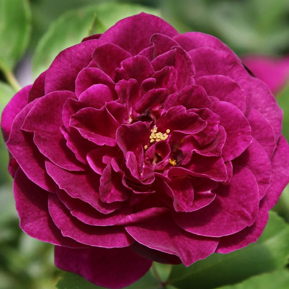 Purple Rose Plant Floribunda Rose Bush Fragrant Potted Outdoor a7