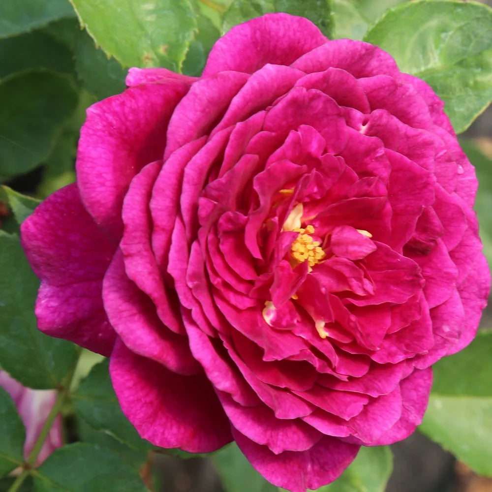 Purple Rose Plant Floribunda Rose Bush Fragrant Potted Outdoor a7