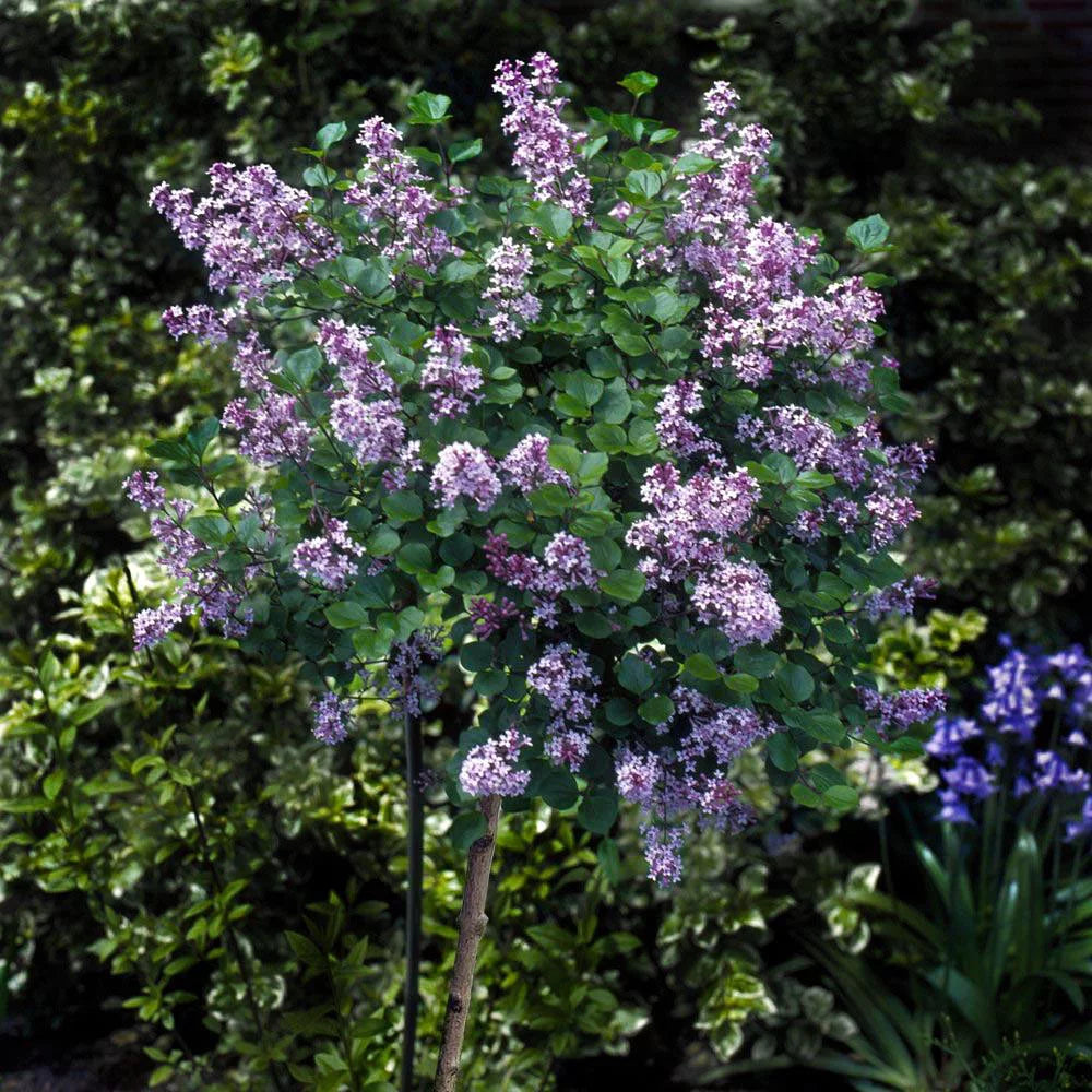 Dwarf Korean Lilac Tree 5-6 ft a7