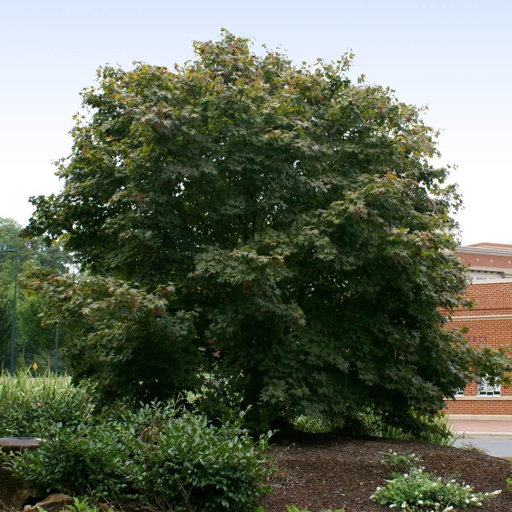 Bloodgood Japanese Maple Tree Red Variety k7m