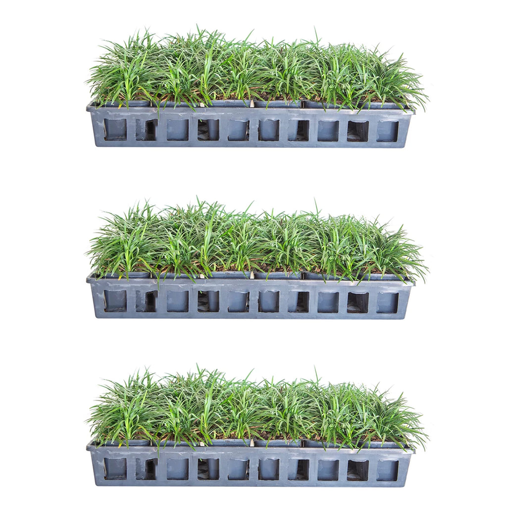 Dwarf Mondo Grass - 54 Pack (3.25 In. Pots) Low-Growing Evergreen Groundcover - Full Sun to Part Sun Live Outdoor Plant