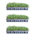 Dwarf Mondo Grass - 54 Pack (3.25 In. Pots) Low-Growing Evergreen Groundcover - Full Sun to Part Sun Live Outdoor Plant