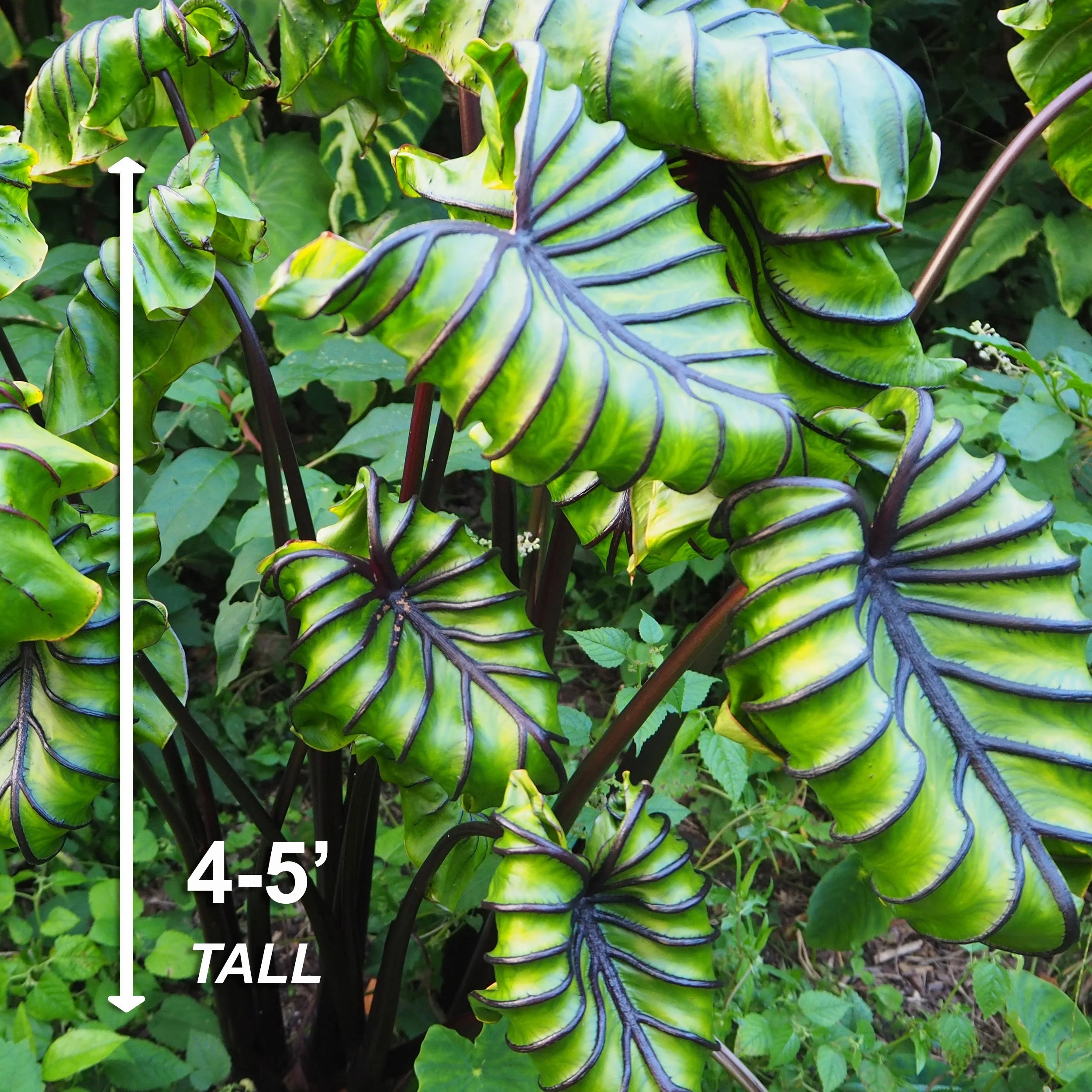 Elephant Ear Bulbs 7-9 inches a7