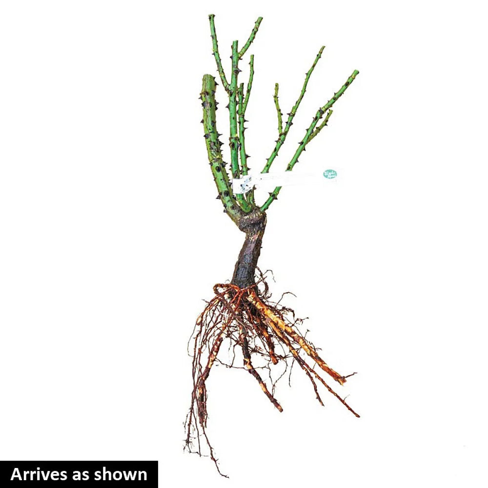 Hybrid Tea Rose Bush Bare Root a7