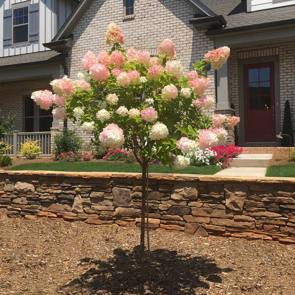 Vanilla Strawberry Hydrangea Tree k7
