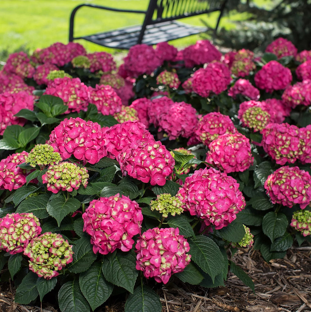 Hydrangea Flowering Shrub Part Sun Outdoor Plant k7