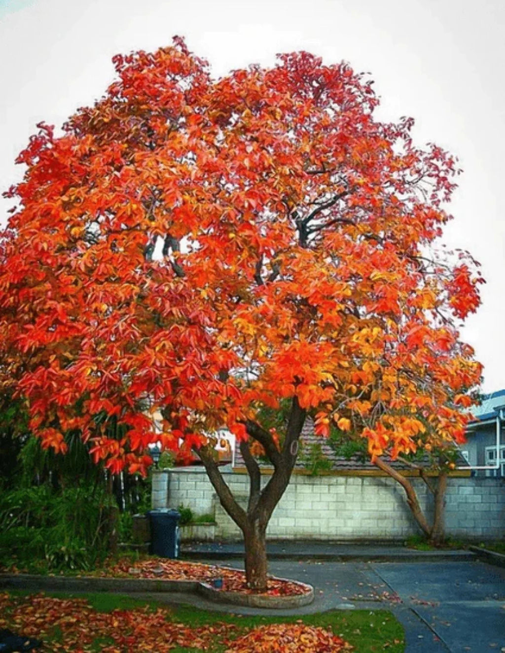 Persimmon Tree Seedling small-medium k7p