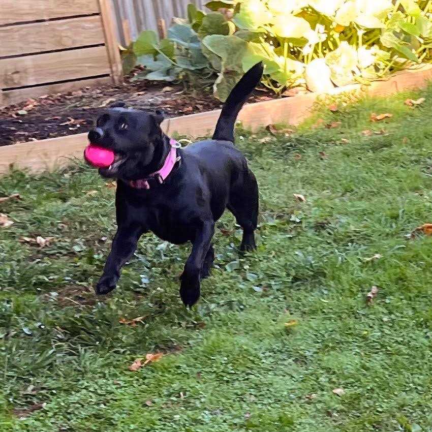 Dog Squeak Toy Ball k7m