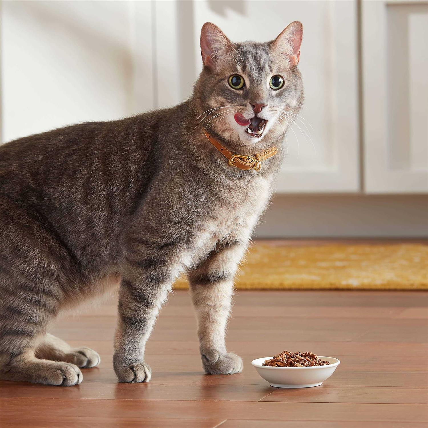 Wet Cat Food Tender Favorites k7p
