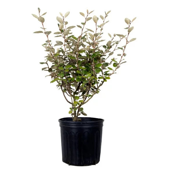 Ebbing's Silverberry Fragrant White Flowers 2.5 Gallon k7