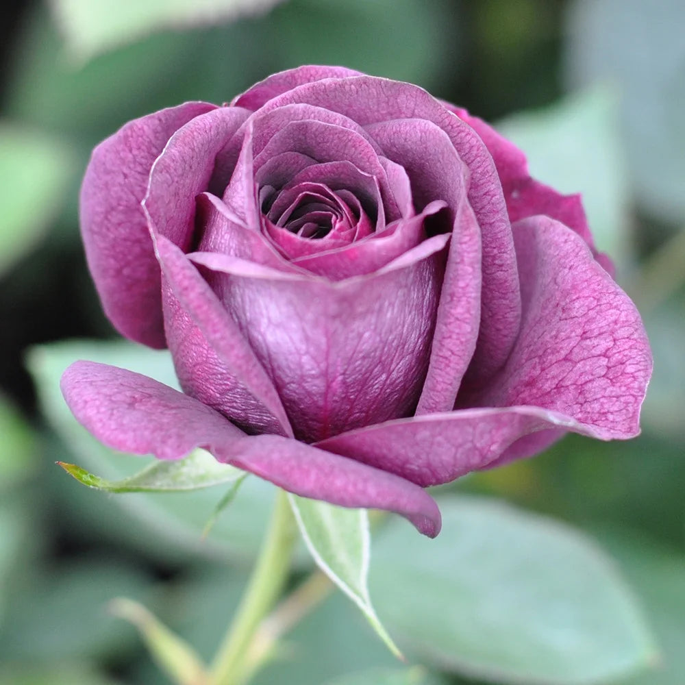 Purple Rose Plant Floribunda Rose Bush Fragrant Potted Outdoor a7