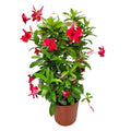 Tropical Plants of Florida 36" Giant Red Mandevilla Vine Plant on a Starter Trellis; Large Red Blooms, Partial to Full Sunlight, Growers Pot