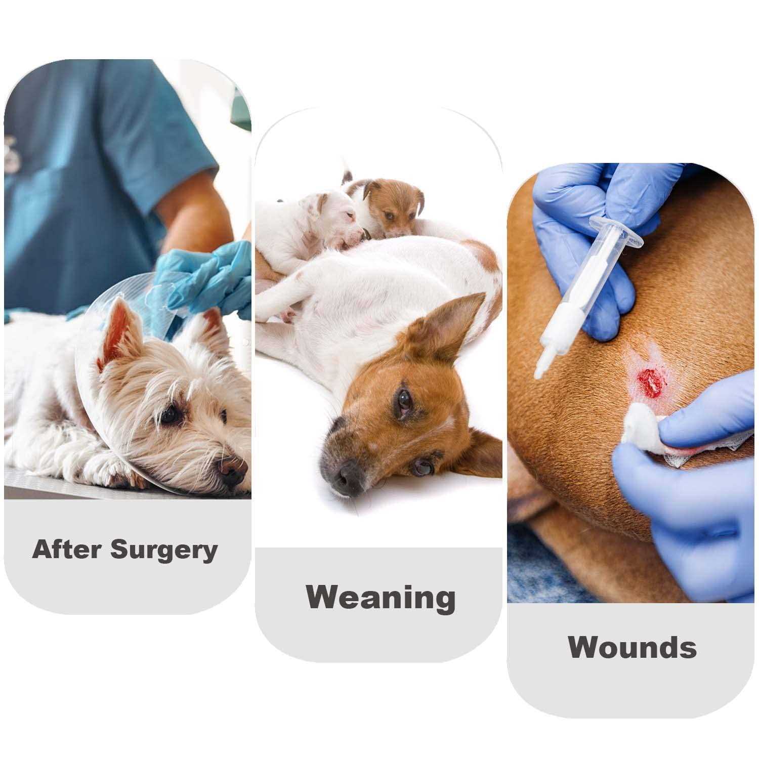 Dog Diapers Sanitary Panties Recovery Suit for Male Female Dogs a7k