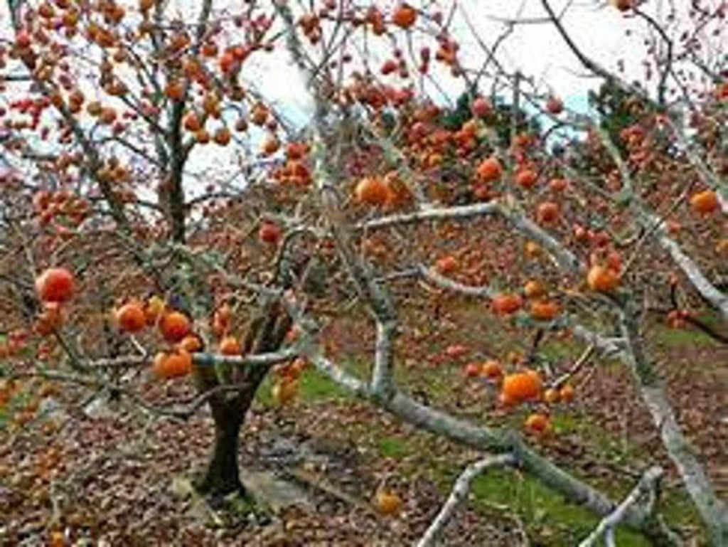Persimmon Tree Seedling small-medium k7p