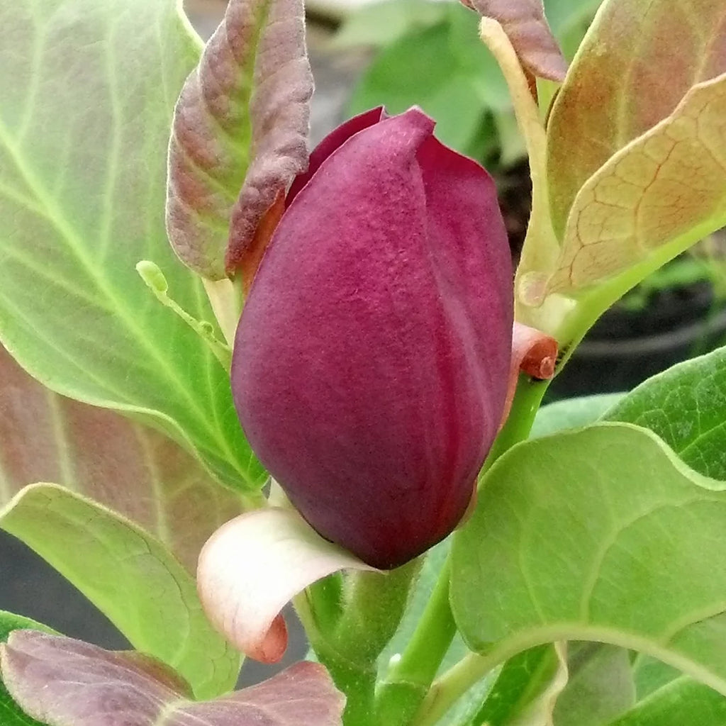 Magnolia Live Tree in Grower Container k7q