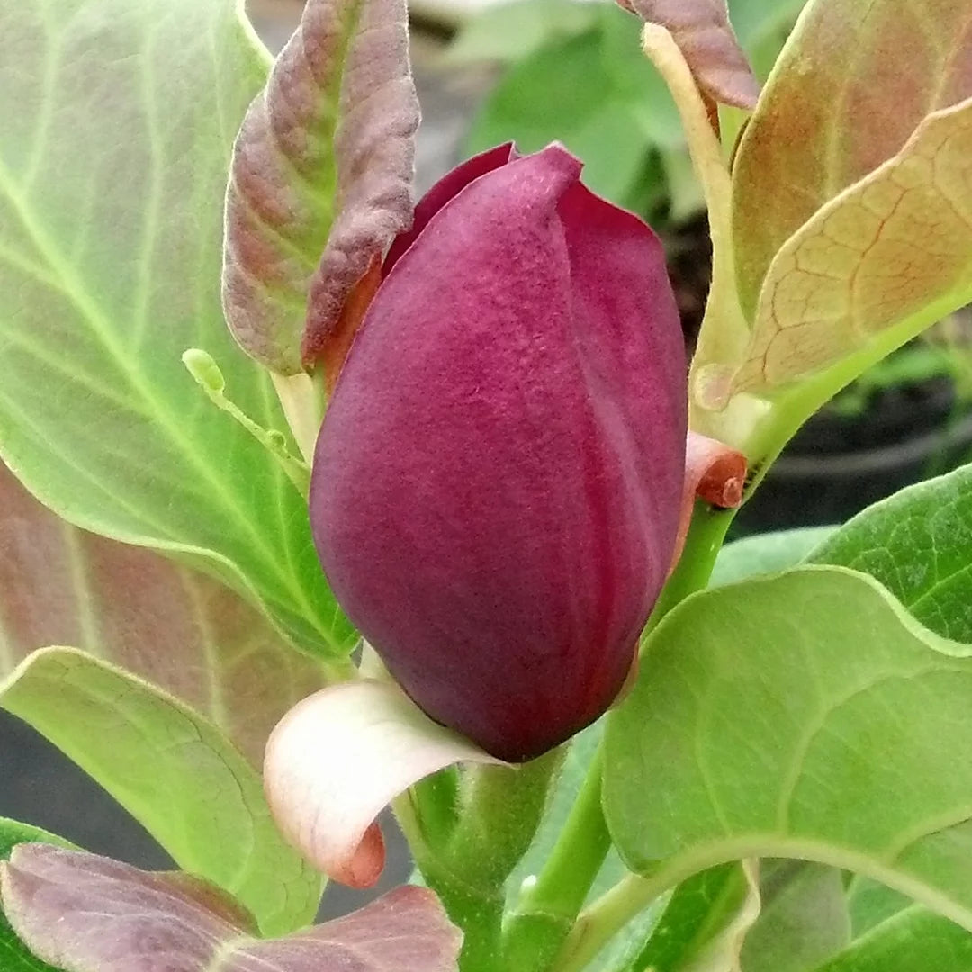 Magnolia Live Tree in Grower Container k7q