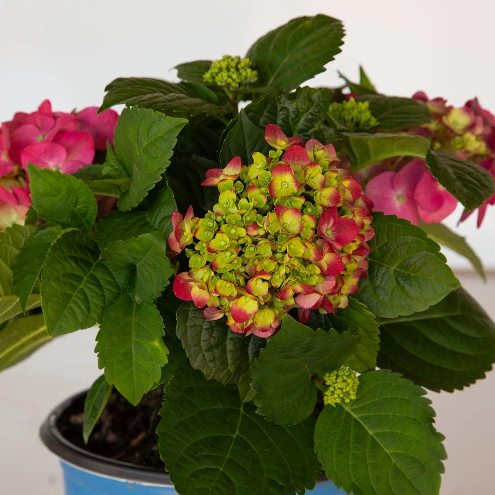 Hydrangea Flowering Shrub Part Sun Outdoor Plant k7