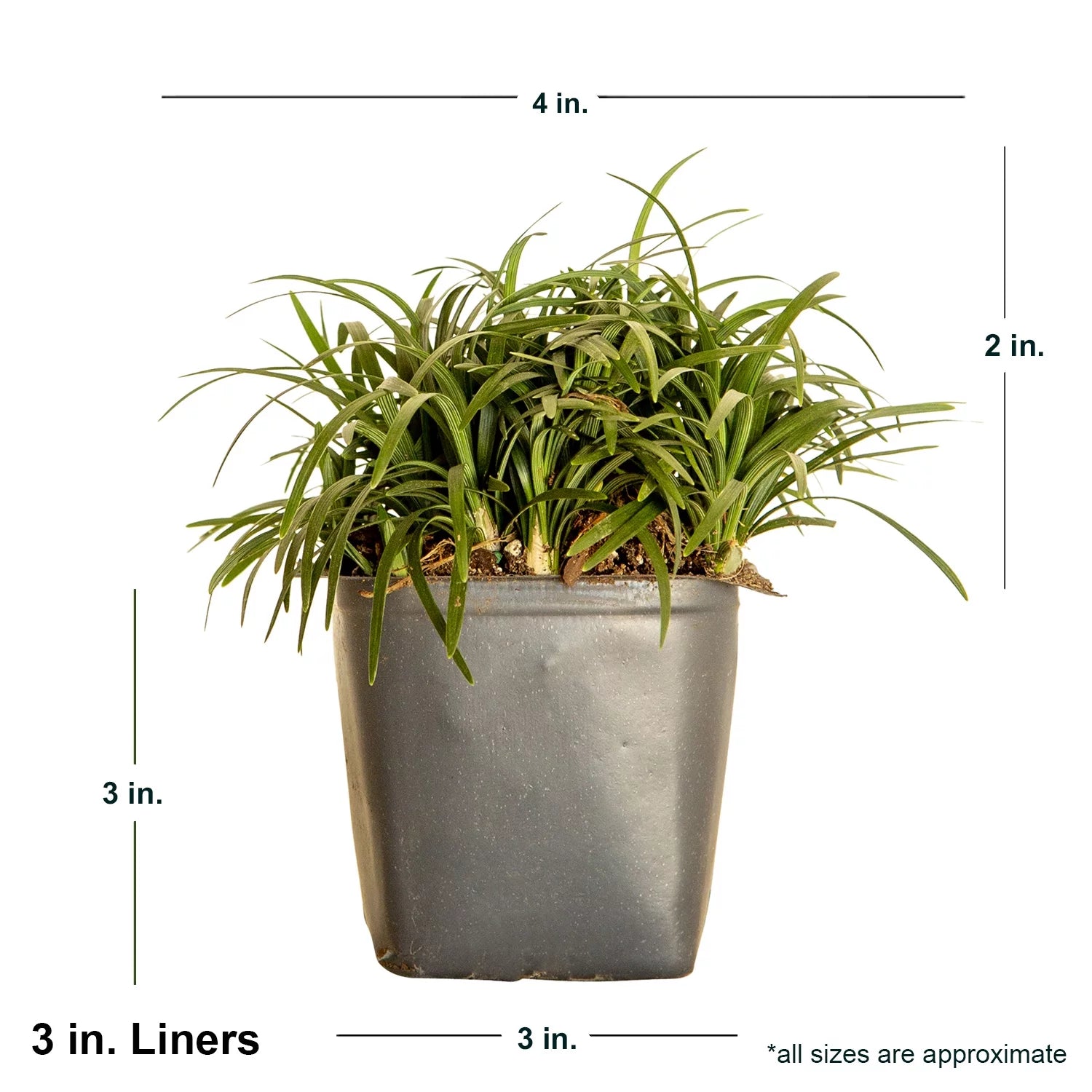 Dwarf Mondo Grass Groundcover Live Plant 54 Pack a7