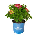 Summer Crush Endless Summer Hydrangea (3 Gal) Flowering Shrub - Part Sun Outdoor Plant