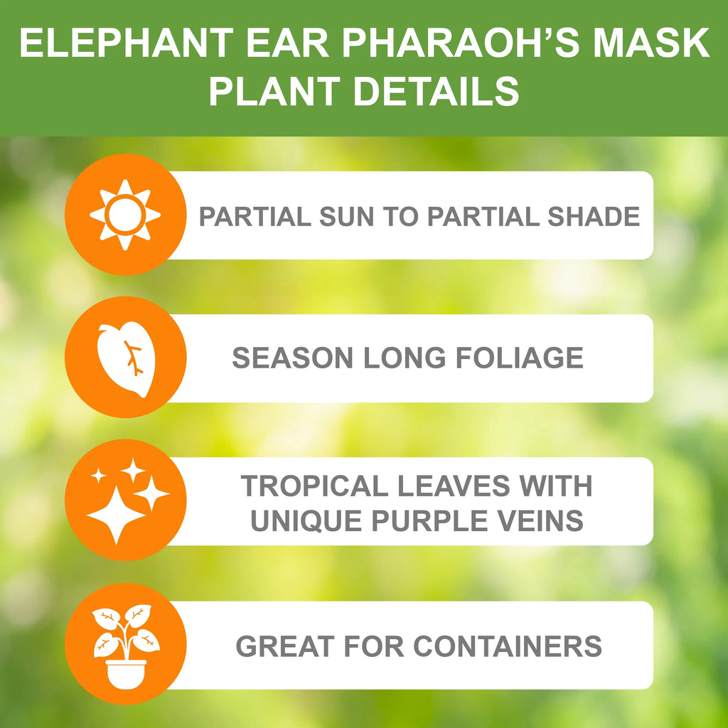 Elephant Ear Bulbs 7-9 inches a7