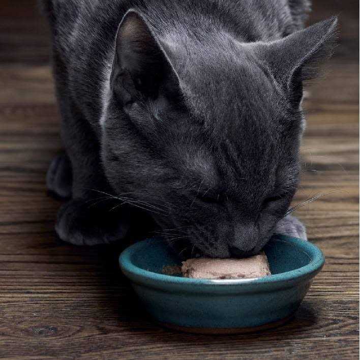 Kitten Food Pate a7k