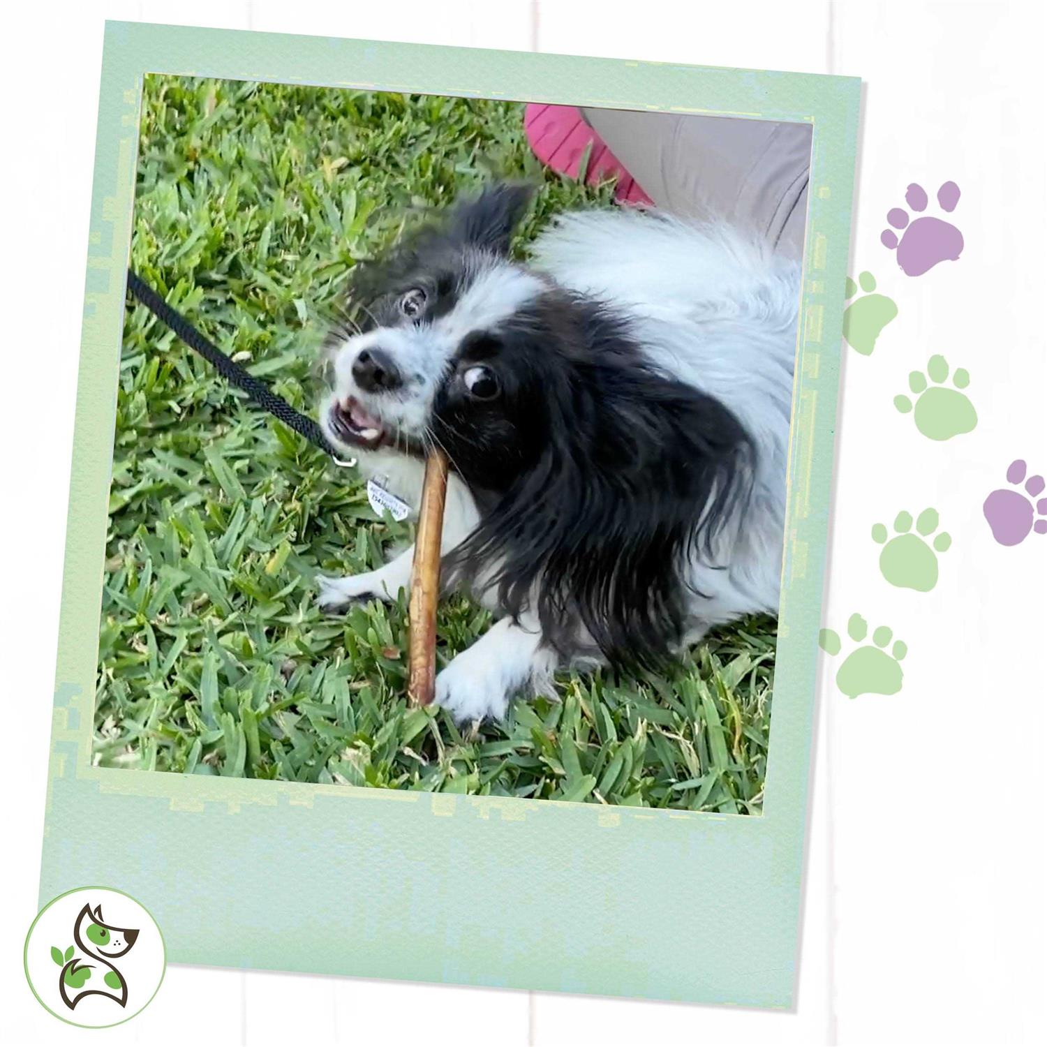 Beef Bully Sticks for Dogs Natural Chew q7k