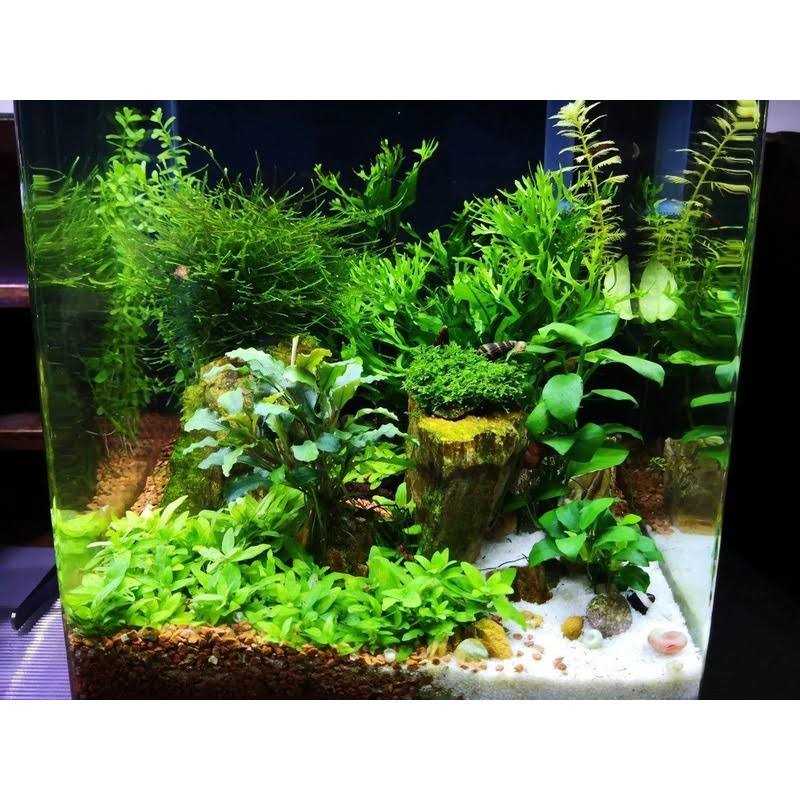 Shrimp Food for Omnivores k7p