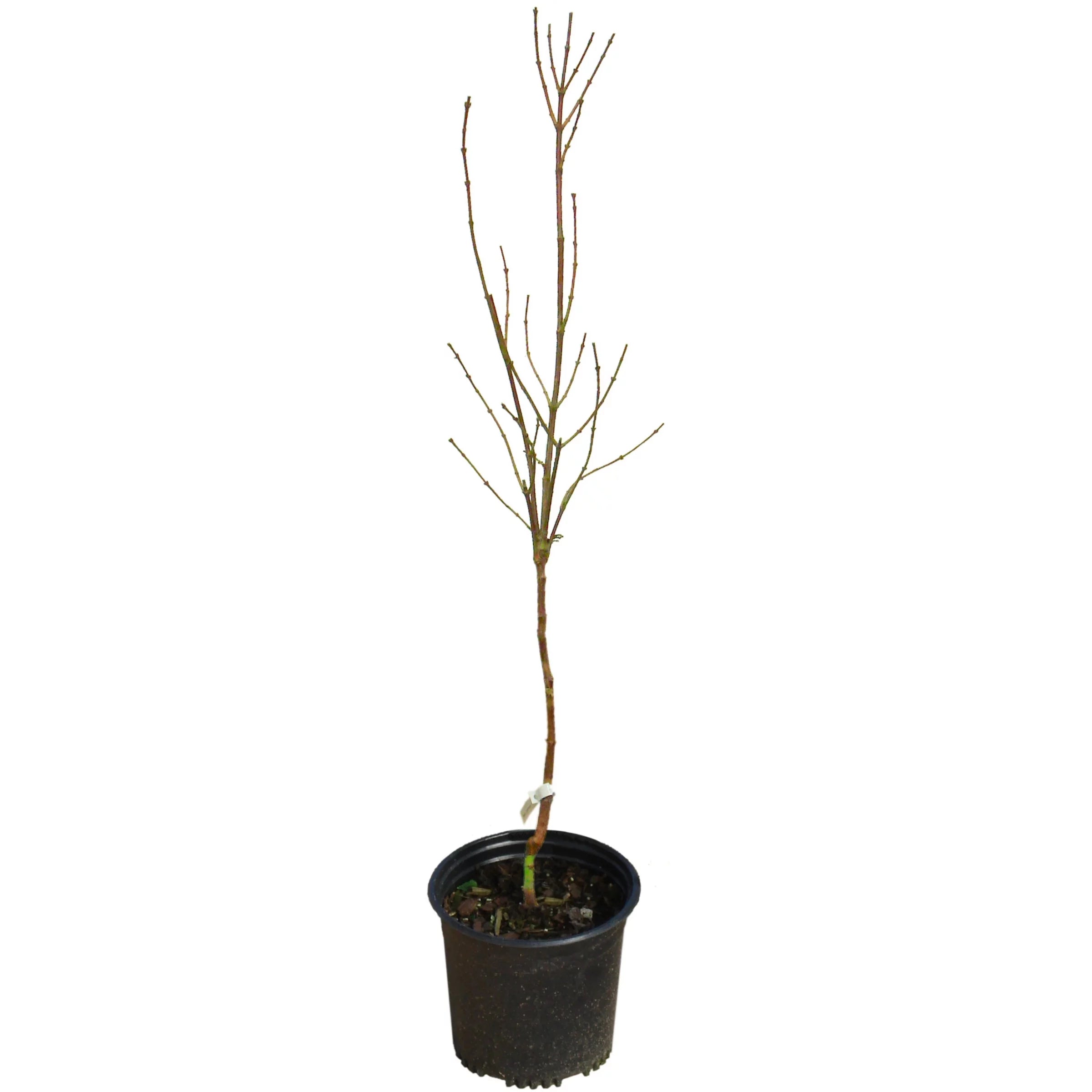 Magnolia Live Tree in Grower Container k7q