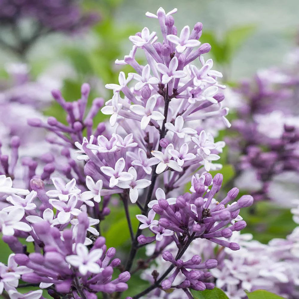 Dwarf Korean Lilac Tree 5-6 ft a7