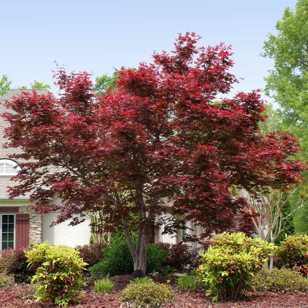 Bloodgood Japanese Maple Tree Red Variety k7m
