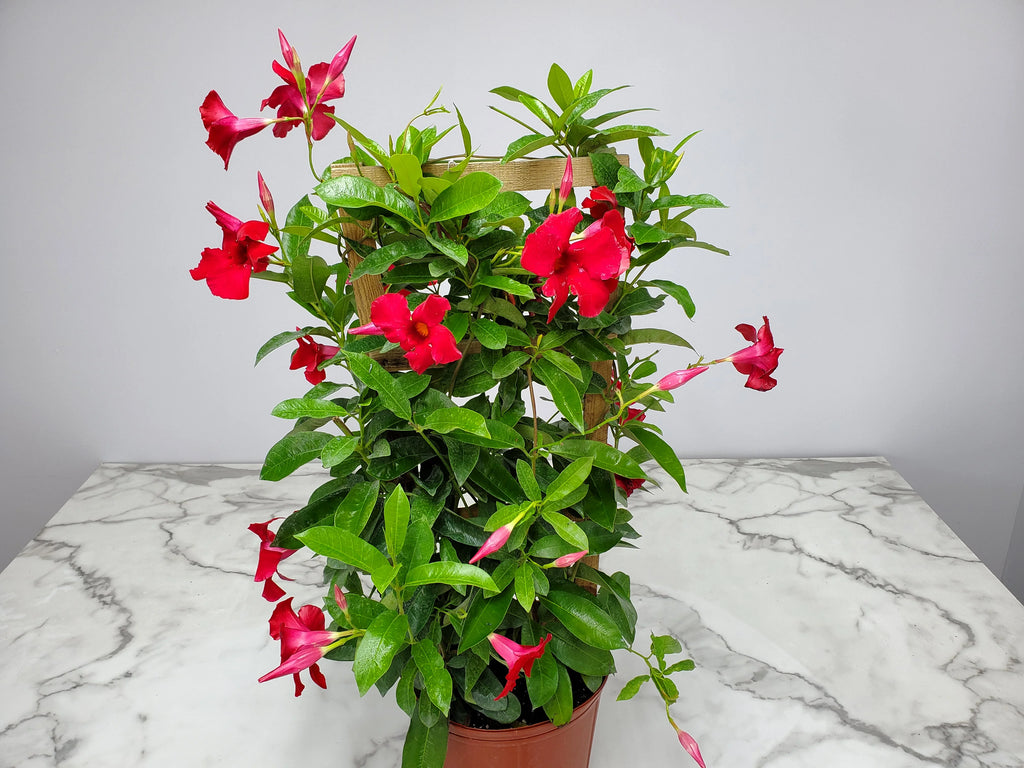 Red Mandevilla Vine Plant on Starter Trellis Large Blooms k7p