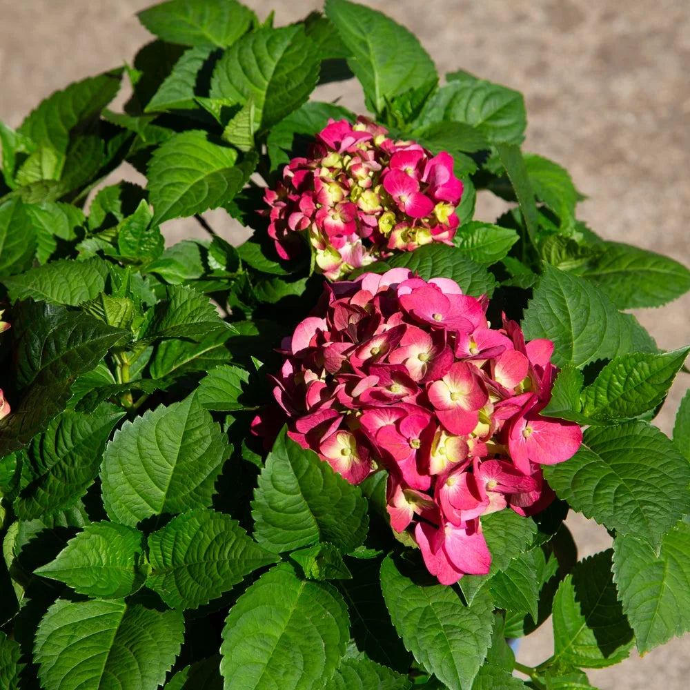 Hydrangea Flowering Shrub Part Sun Outdoor Plant k7
