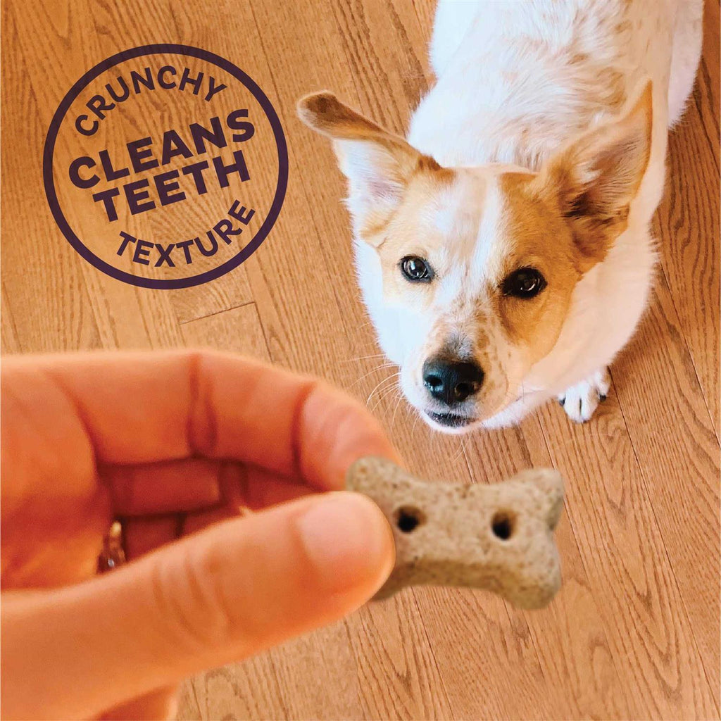 Dog Biscuits Mini Treats a7