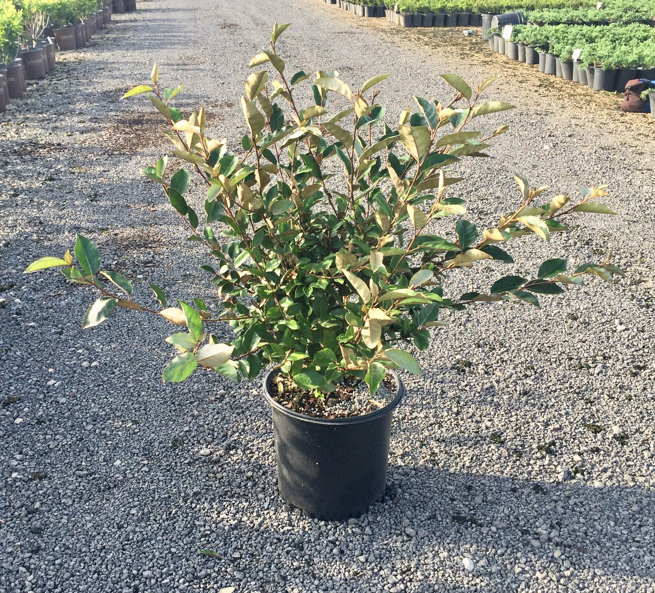 Ebbing's Silverberry Fragrant White Flowers 2.5 Gallon k7