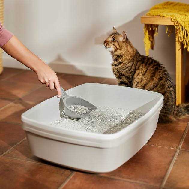 Scented Clumping Clay Cat Litter a7k