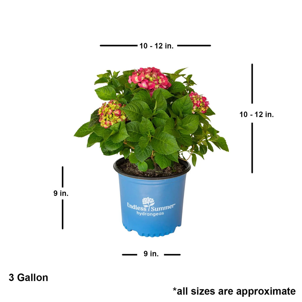 Hydrangea Flowering Shrub Part Sun Outdoor Plant k7